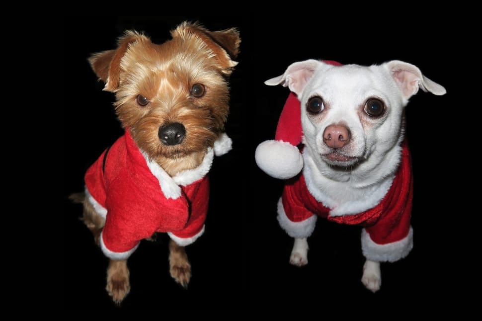 white smooth chihuahua and tan and black yorkshire terrier in santa suits preview