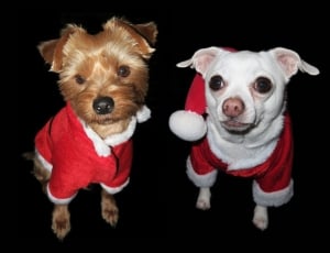 white smooth chihuahua and tan and black yorkshire terrier in santa suits thumbnail
