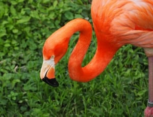 orange flamingo thumbnail