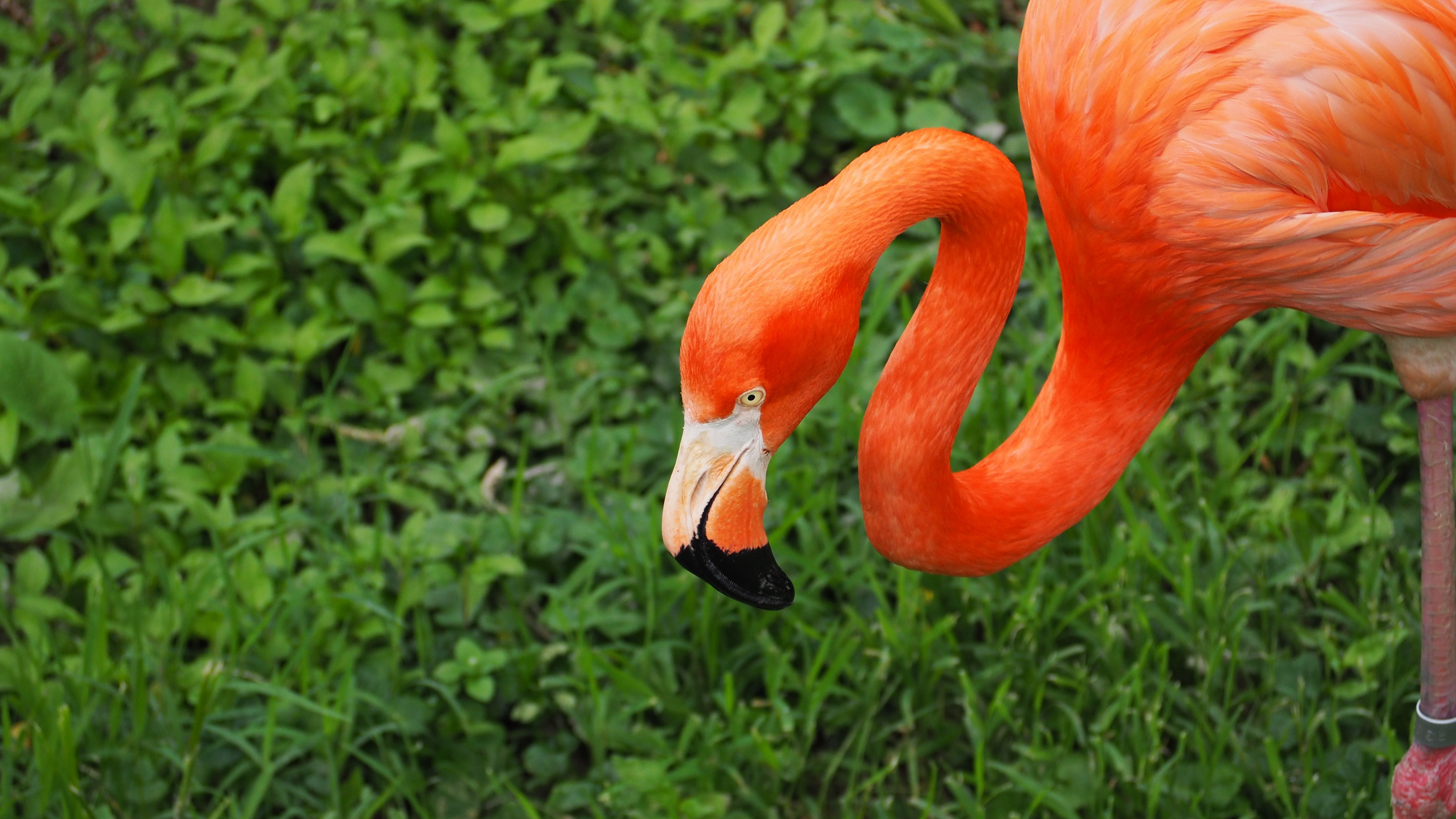 orange flamingo