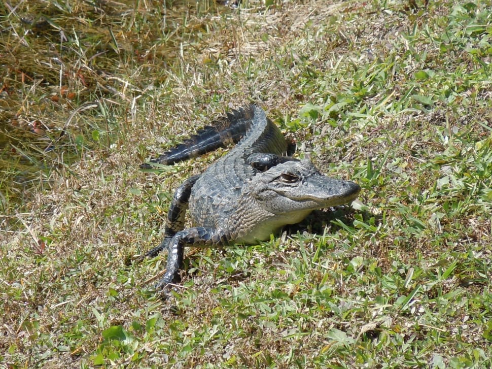 black crocodile on green grass during daytime preview