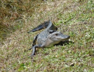 black crocodile on green grass during daytime thumbnail