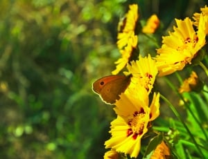 yellow flowers and butterfly thumbnail