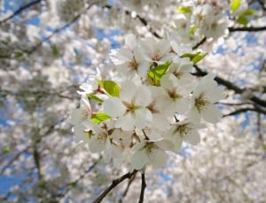 white cherry blossom\ thumbnail
