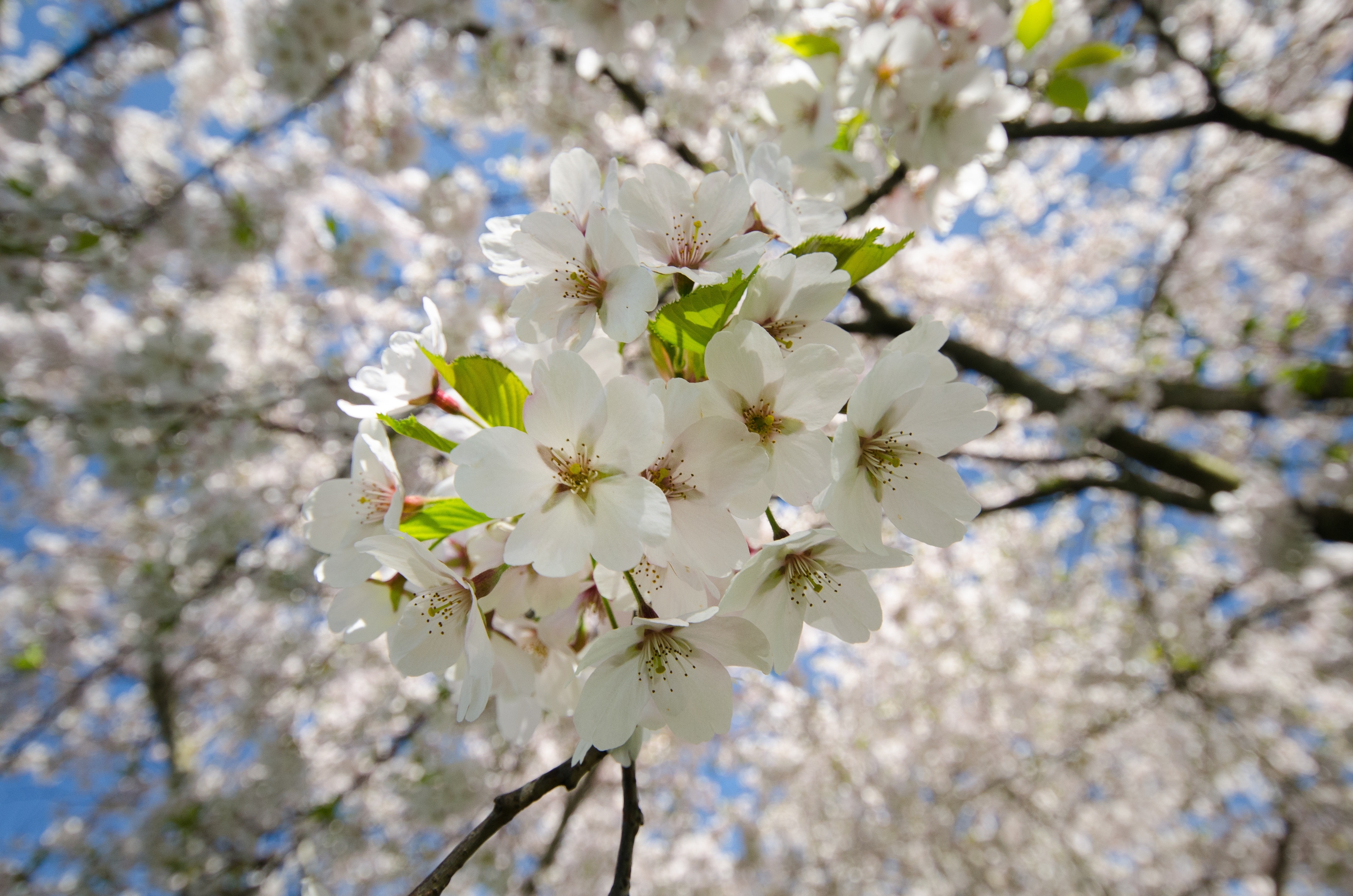 white cherry blossom\