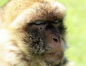 brown monkey thumbnail