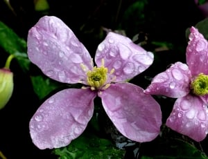 Clematis montana, dew, rain thumbnail