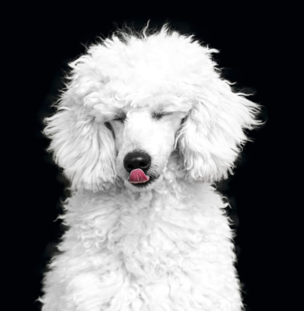 white standard poodle preview