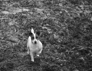 grayscale photo of dog on mud thumbnail