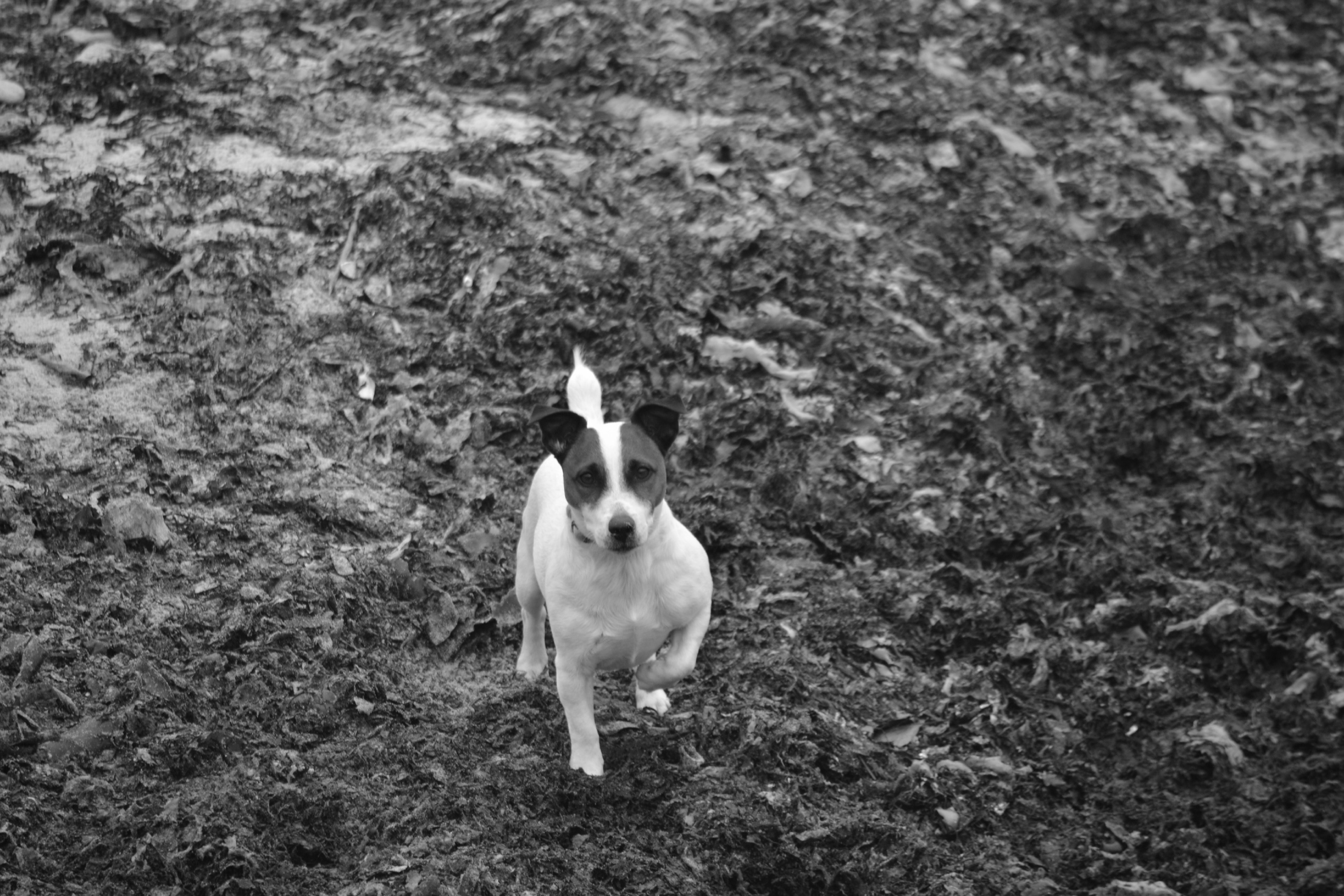 grayscale photo of dog on mud