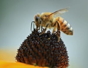 honeybee on nectar thumbnail