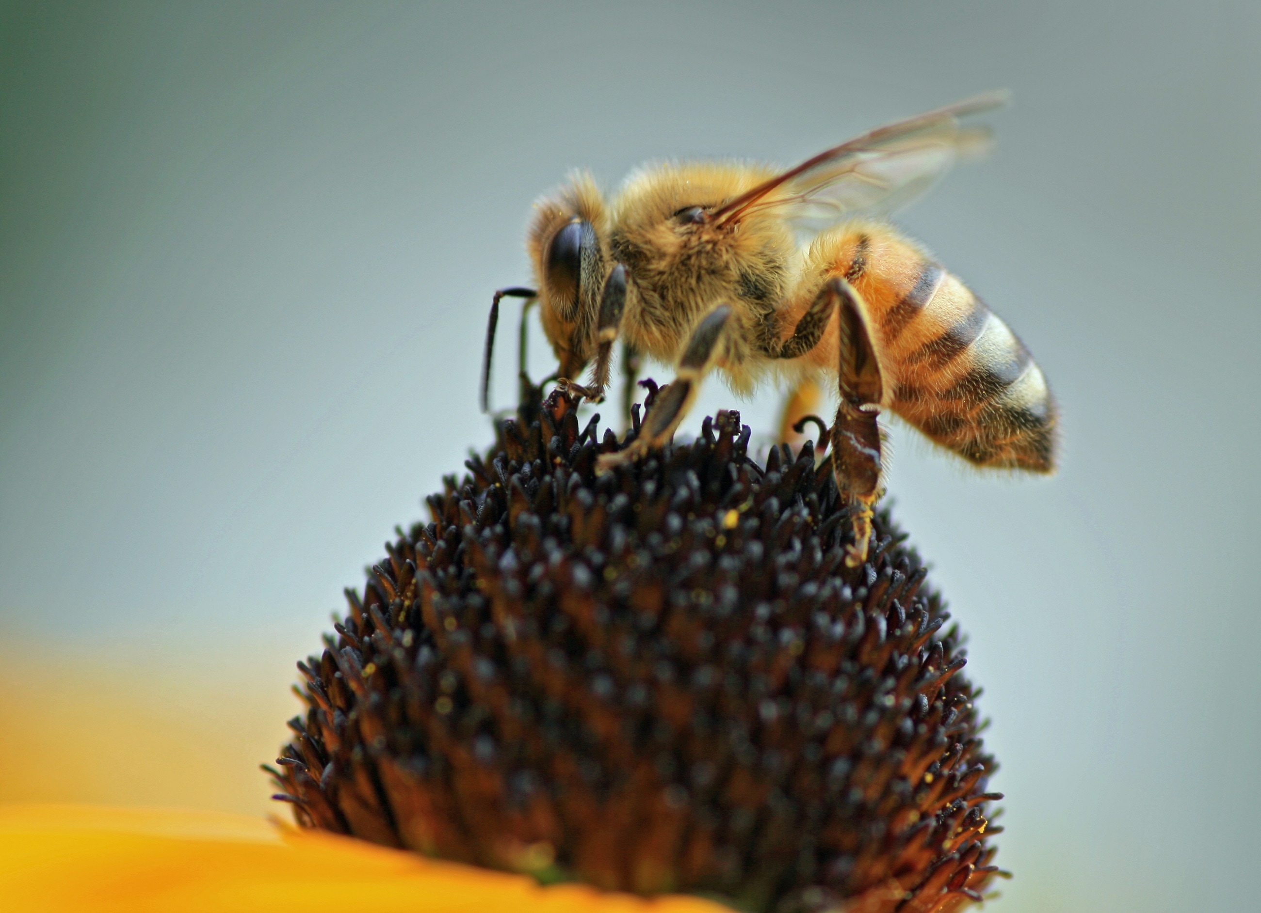 honeybee on nectar