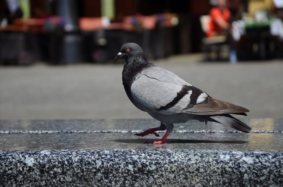pigeon bird preview
