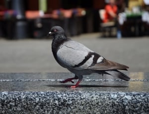 pigeon bird thumbnail