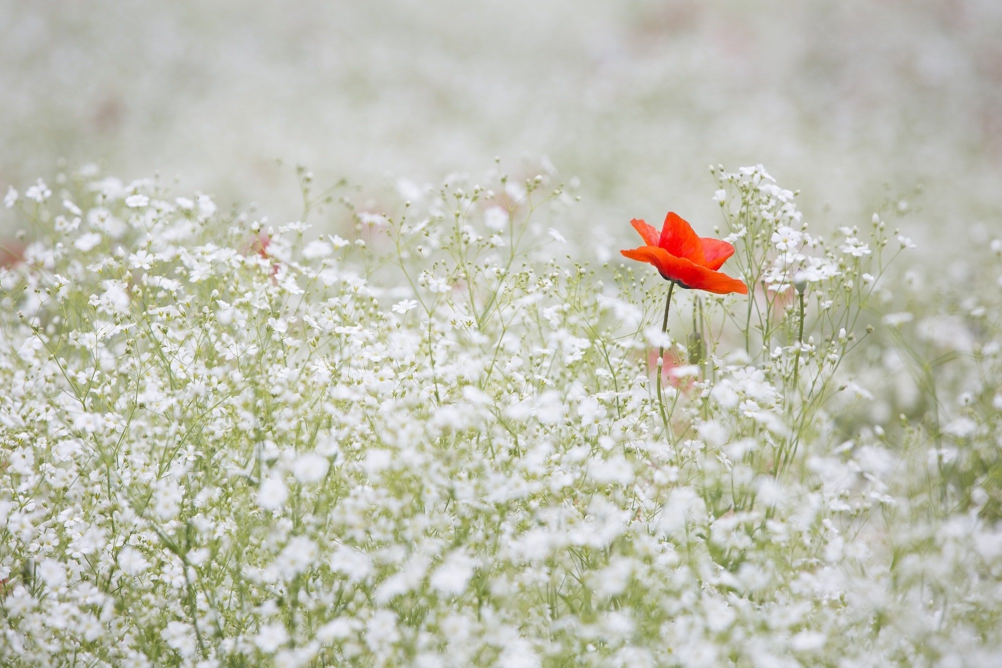 white flower field and red flower