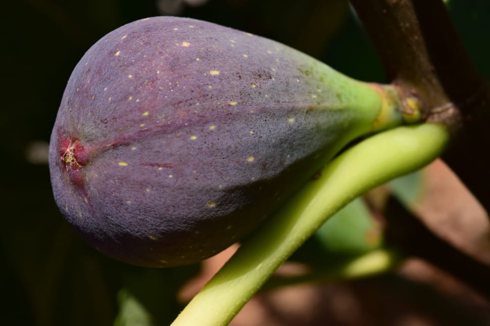 Fig Tree, Fig, Fruit, Blue Fig, close-up, freshness preview