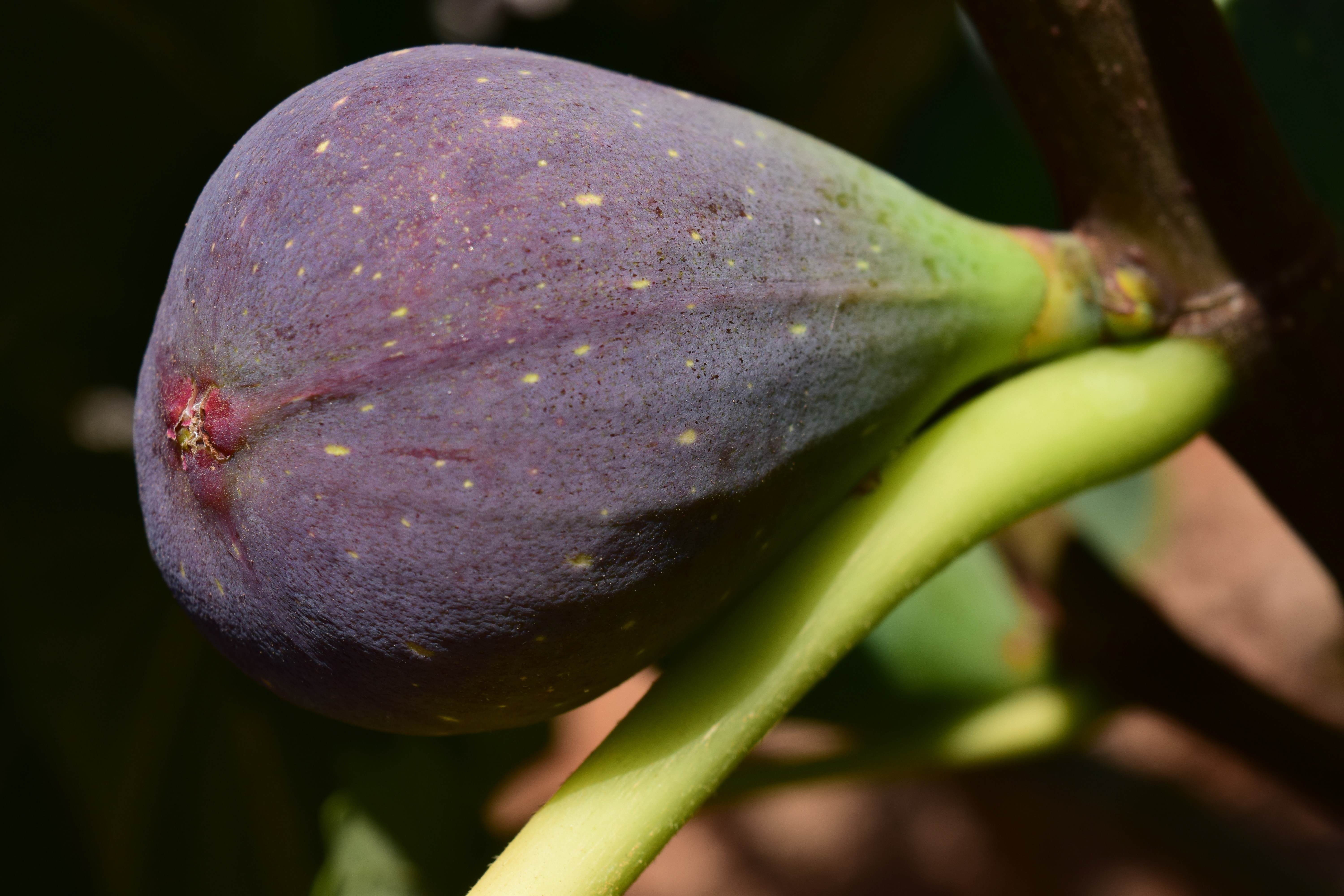 Fig Tree, Fig, Fruit, Blue Fig, close-up, freshness.