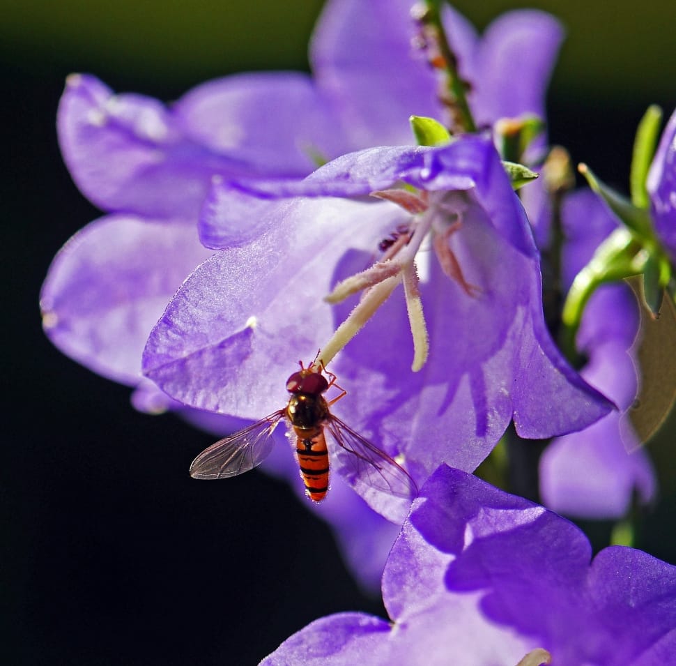 hoverfly and purple campanula preview