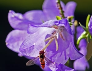 hoverfly and purple campanula thumbnail