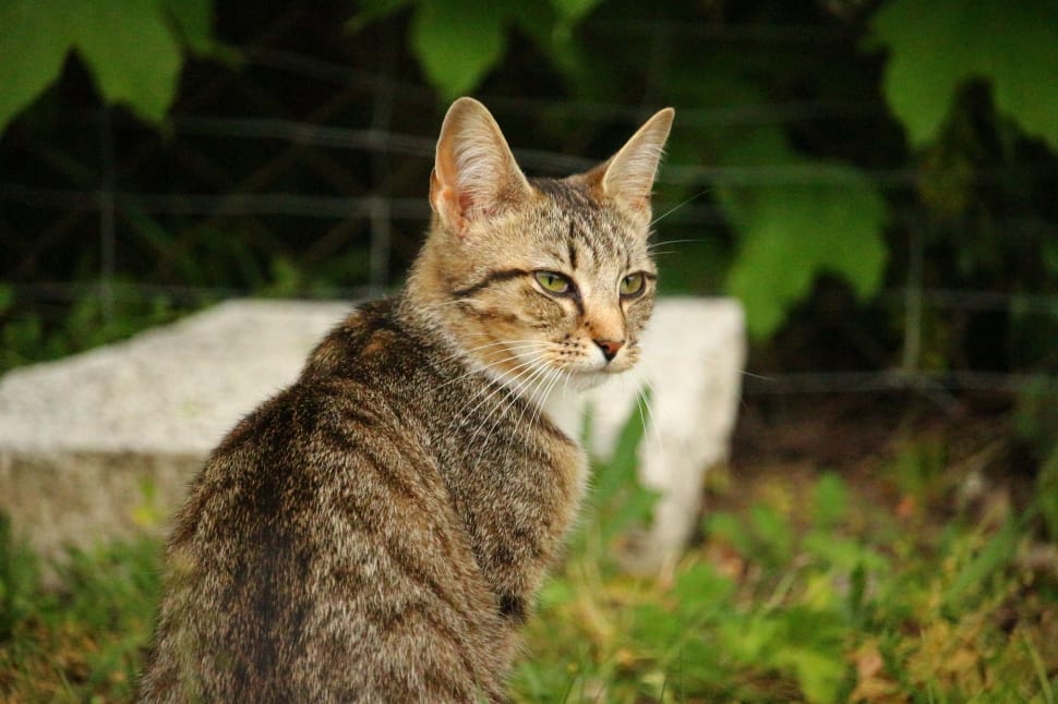 shallow focus photography of brown tabby cat preview