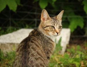shallow focus photography of brown tabby cat thumbnail