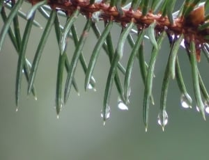 water droplet micro photography thumbnail