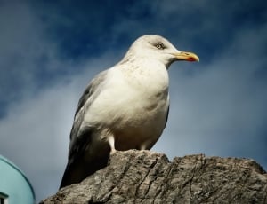 Bird Sitting on Rock thumbnail