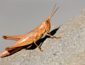 brown cricket thumbnail