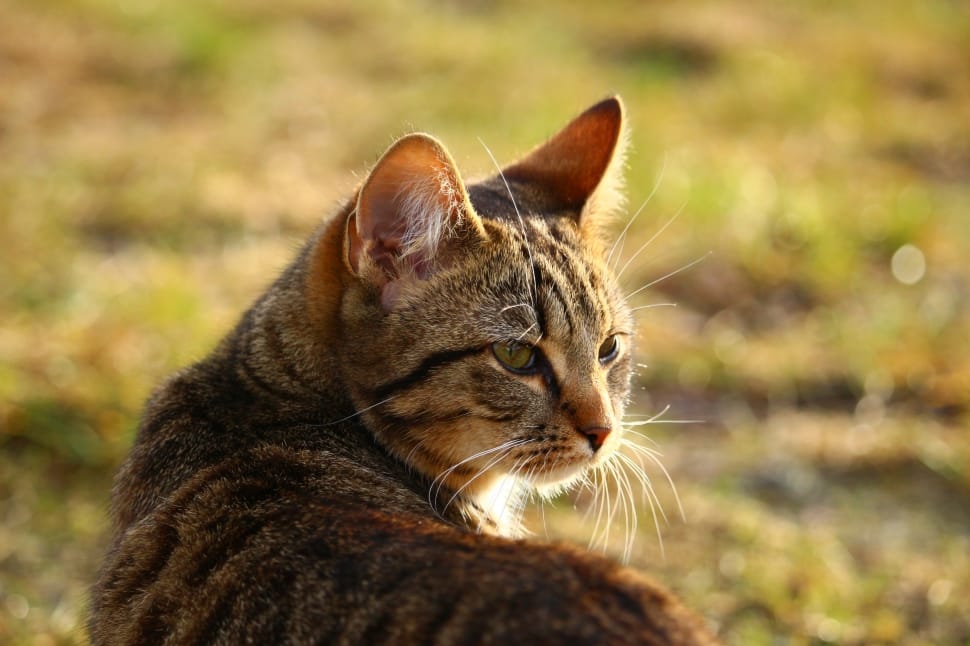 brown tabby cat photo under sunny sky preview