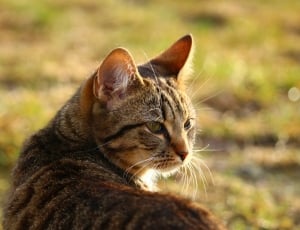 brown tabby cat photo under sunny sky thumbnail