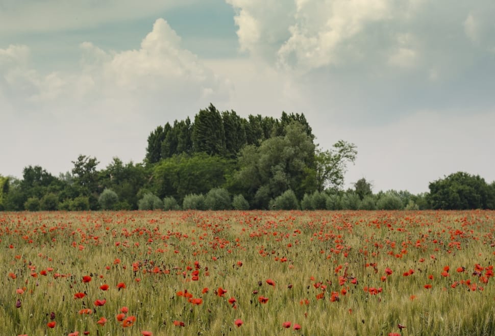 green leaf trees surrounded by bloomed red flowers preview