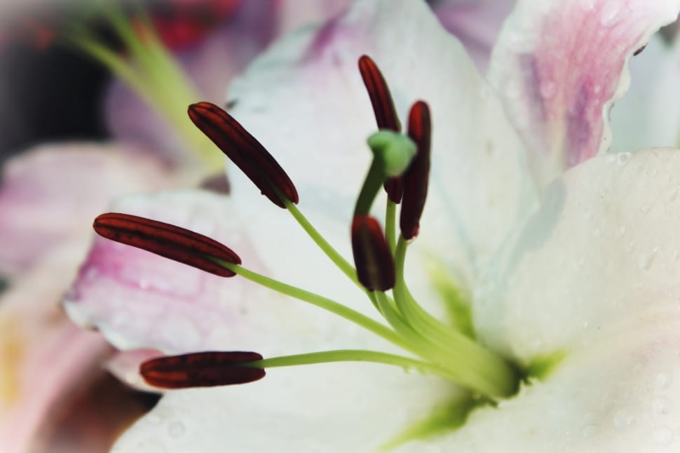 White, Flower, Lily, Blossom, Bloom, close-up, selective focus preview