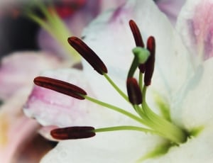 White, Flower, Lily, Blossom, Bloom, close-up, selective focus thumbnail