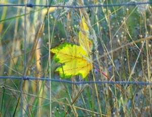 yellow and green maple leaf thumbnail