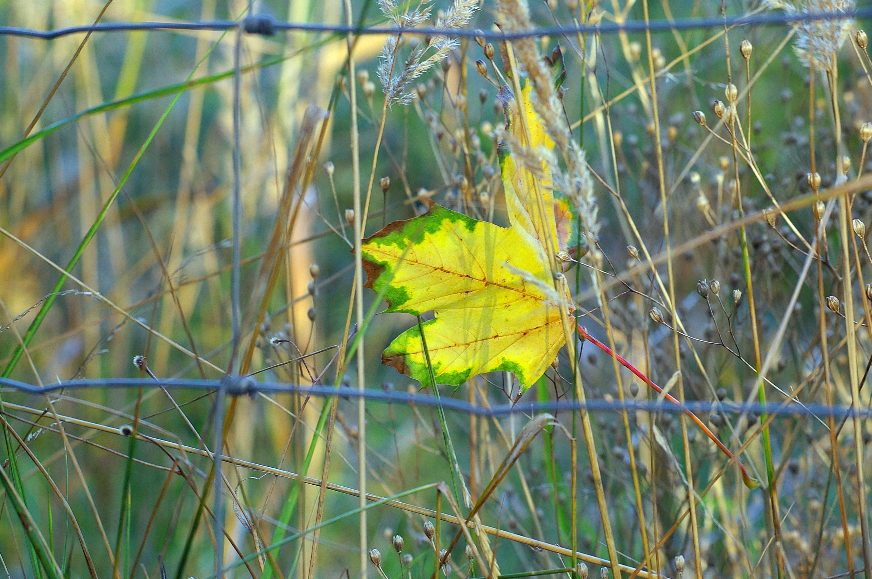 yellow and green maple leaf
