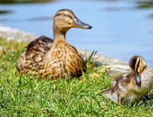 female mallard duck and duckling thumbnail