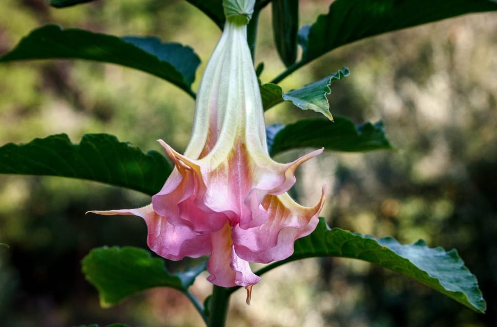 pink brugmansia preview
