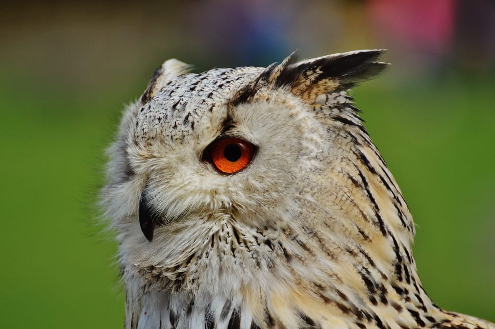Owl, Wildpark Poing, Bird, Feather, bird, one animal preview