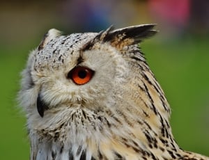 Owl, Wildpark Poing, Bird, Feather, bird, one animal thumbnail