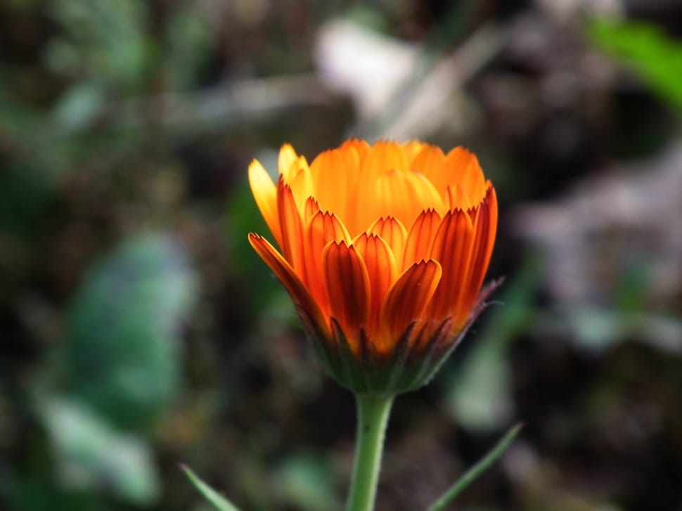 closeup focus photography of orange petal flower preview