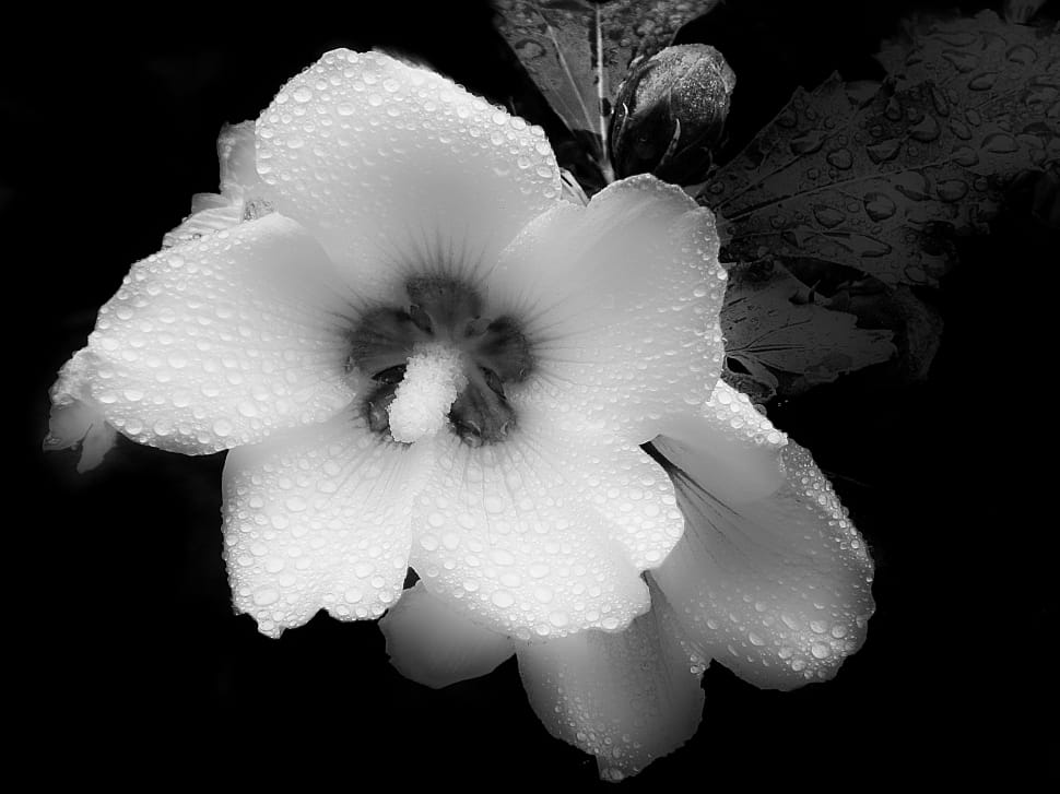 white 5 petal flower preview