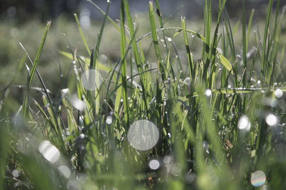 Morgentau, Drip, Dew, Orbs, Grass, Wet, grass, green color preview