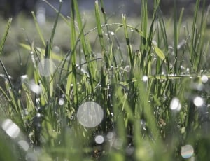 Morgentau, Drip, Dew, Orbs, Grass, Wet, grass, green color thumbnail