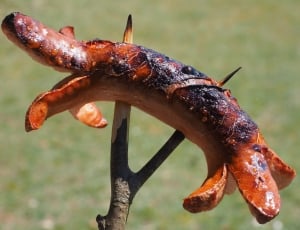 grilled hotdog on brown stick thumbnail
