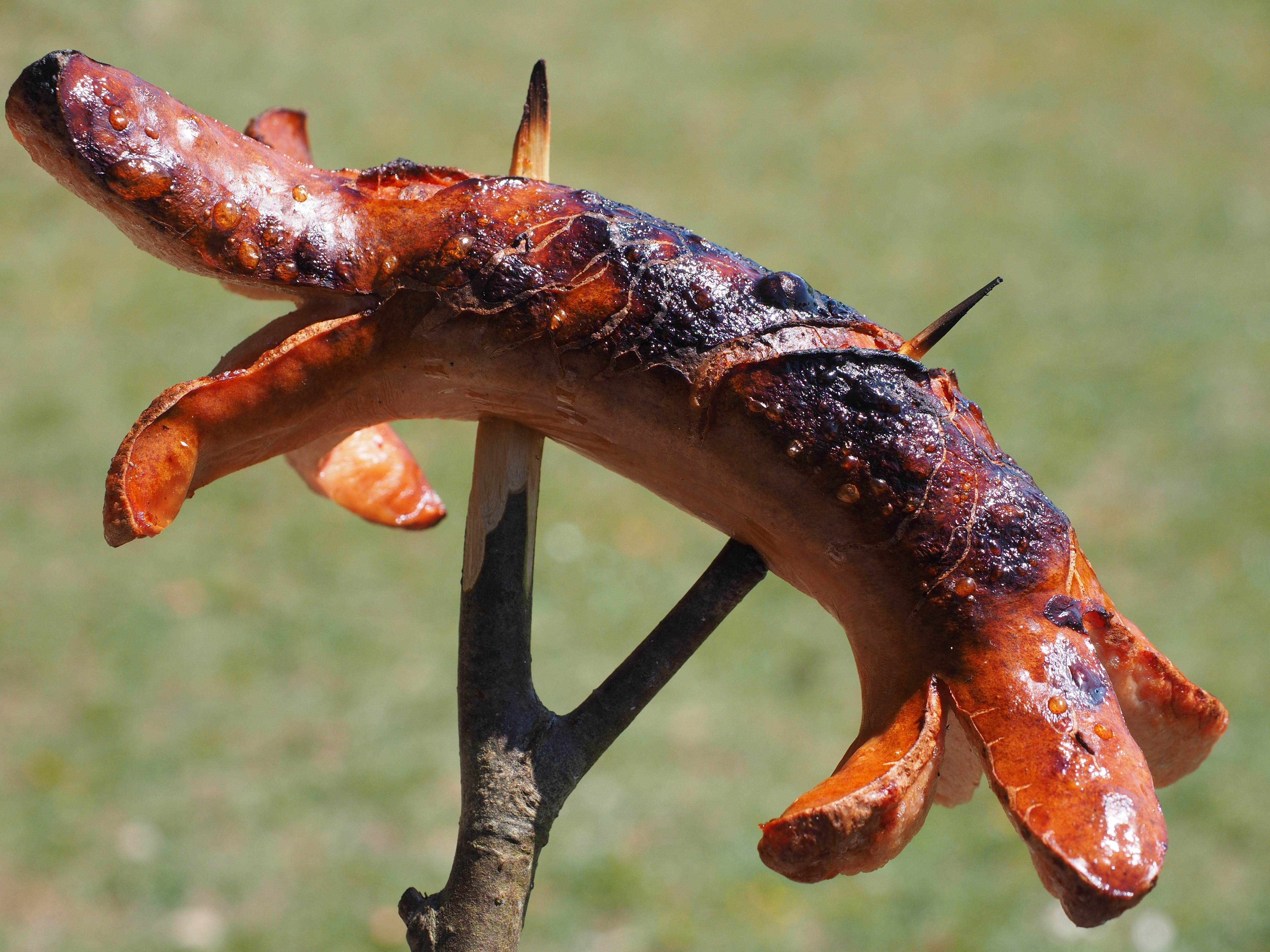 grilled hotdog on brown stick
