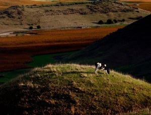 Cow grazing on the hill in Marlborough thumbnail