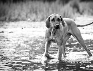 gray scale photo of dog on water thumbnail