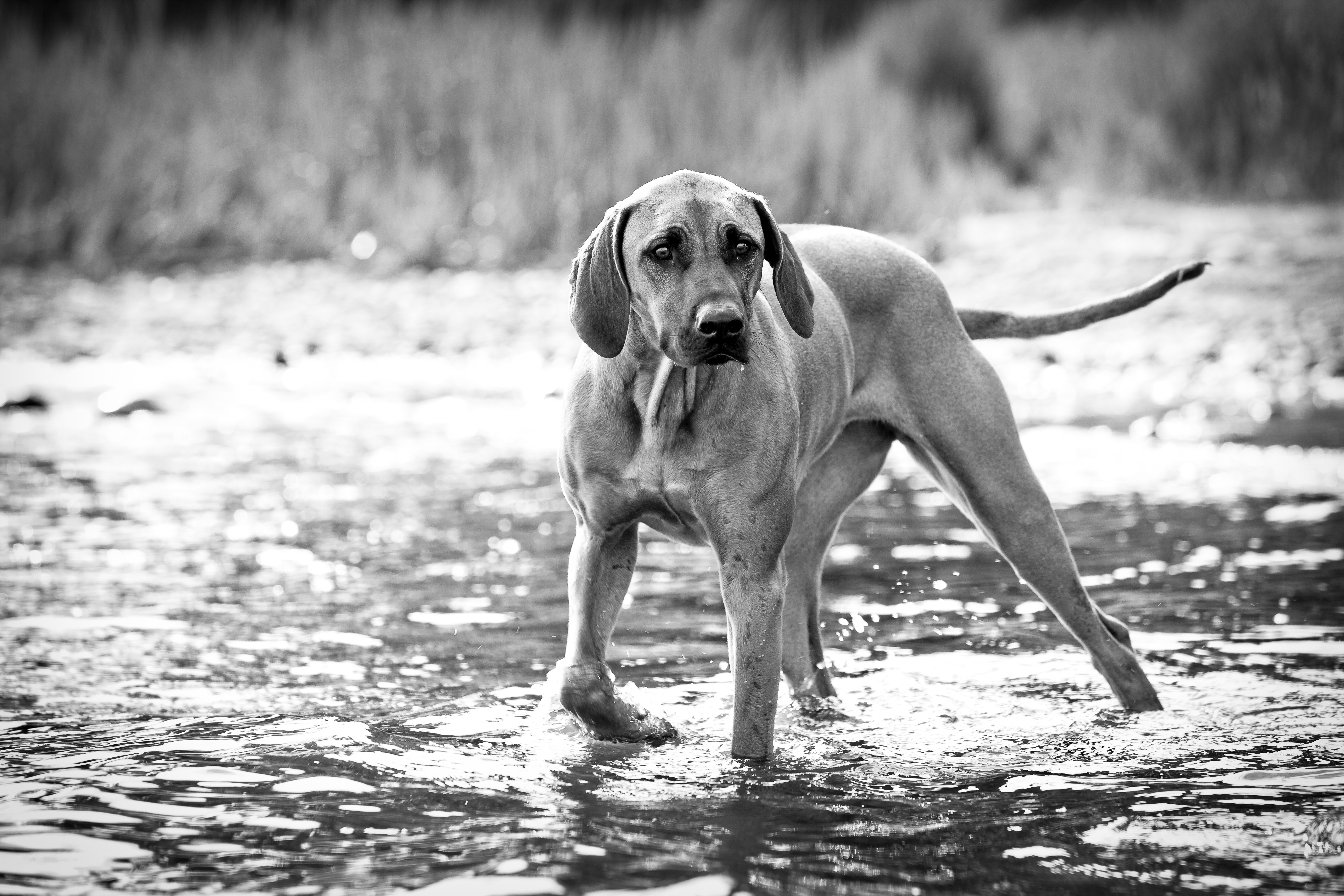 gray scale photo of dog on water