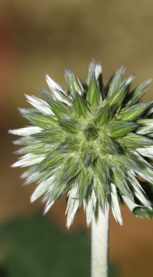 green and white flower outside thumbnail