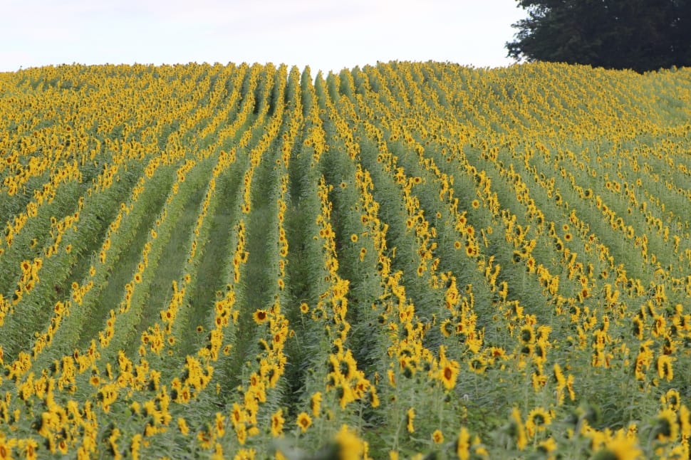 yellow sunflower field preview